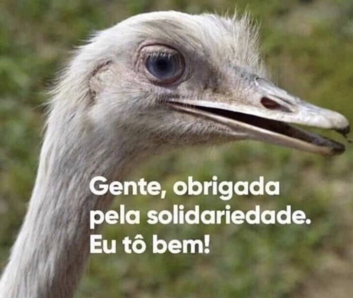 jose_simao's tweet photo. O Brasil tá tão surreal q a personagem principal da semana foi uma ema! https://t.co/Zpexsy5Sn8