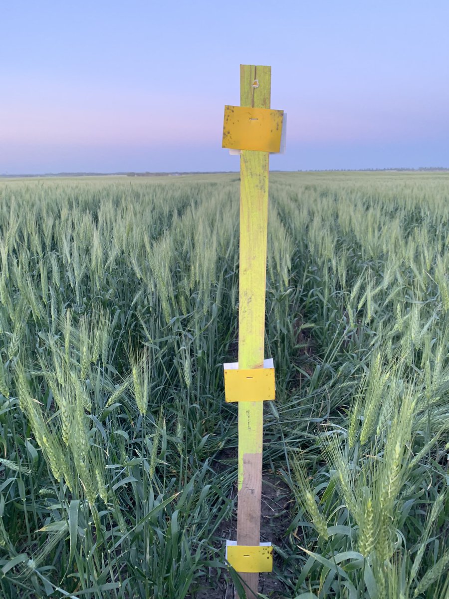 2Karterk's tweet photo. Here’s a little spray coverage trial I did yesterday evening showing what straight regular 10 gallon nozzles look like. @westernproducer @realagriculture @nozzle_guy @WheatPete #coreaginputs #2020fieldtrials https://t.co/8fx4Tllr5n