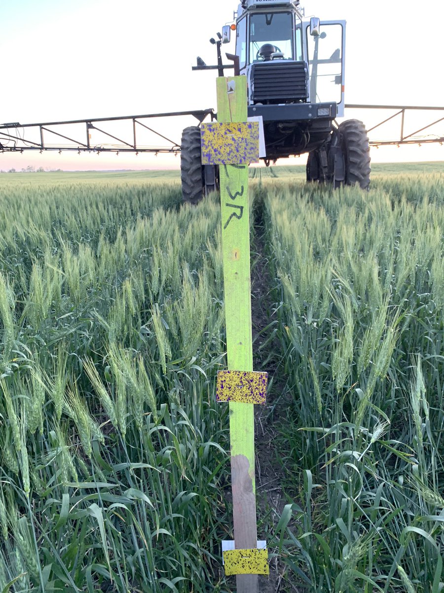 2Karterk's tweet photo. Here’s a little spray coverage trial I did yesterday evening showing what straight regular 10 gallon nozzles look like. @westernproducer @realagriculture @nozzle_guy @WheatPete #coreaginputs #2020fieldtrials https://t.co/8fx4Tllr5n