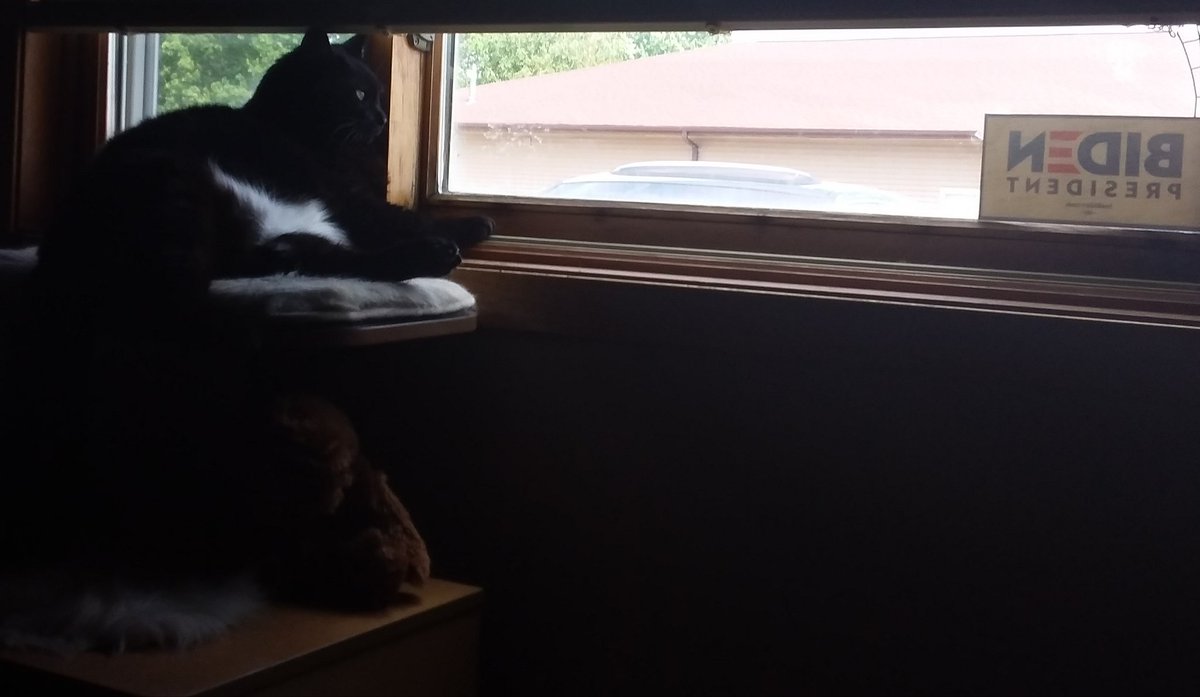 tilnightfall's tweet photo. Oreo, thinking about Nov. 3rd #Cats4Biden https://t.co/Thm5qDxqfk