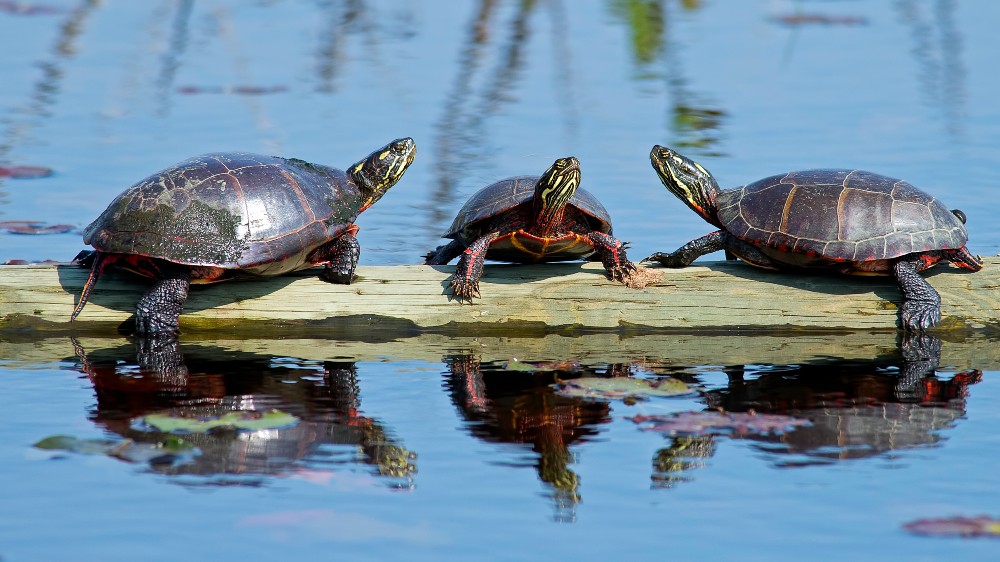raleighparks's tweet photo. When visiting streams, don’t trash it! ♻️ Keep the water clean. 💦 It's someone's home! ❤️ 

There’s a lot of wildlife that call streams their home. Protect critters and don't pollute! 🐢 🐢 🐢 

💡 📸 Learn more and enter our photo contest here: https://t.co/37ctGMD0E8 https://t.co/xAj3VN6yN6