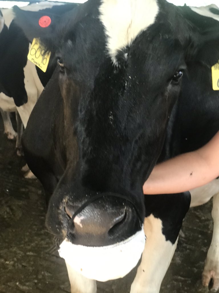 NCDairyExt's tweet photo. Mickey and Munchkin are demonstrating the right and wrong way to wear your mask. #cowsdontspreadcovid #theyrejustcuteinmasks https://t.co/7kZMejpNw0