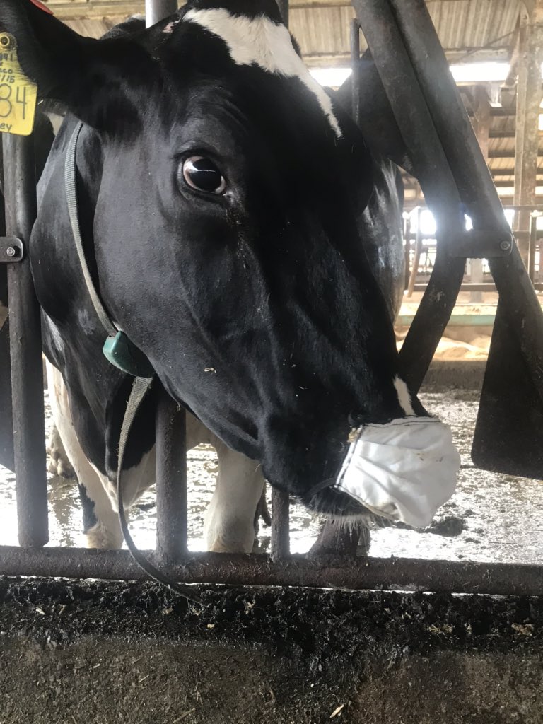 NCDairyExt's tweet photo. Mickey and Munchkin are demonstrating the right and wrong way to wear your mask. #cowsdontspreadcovid #theyrejustcuteinmasks https://t.co/7kZMejpNw0