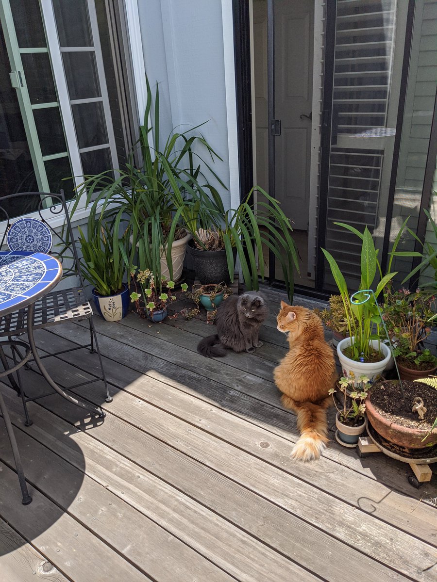 kenikereilly's tweet photo. @SteveGuest If you couldn't tell she was joking, well, I feel sorry for you.
Oh, and btw, Charlie and Luna will be voting for Biden.
#Cats4Biden https://t.co/46PoEYzQP2