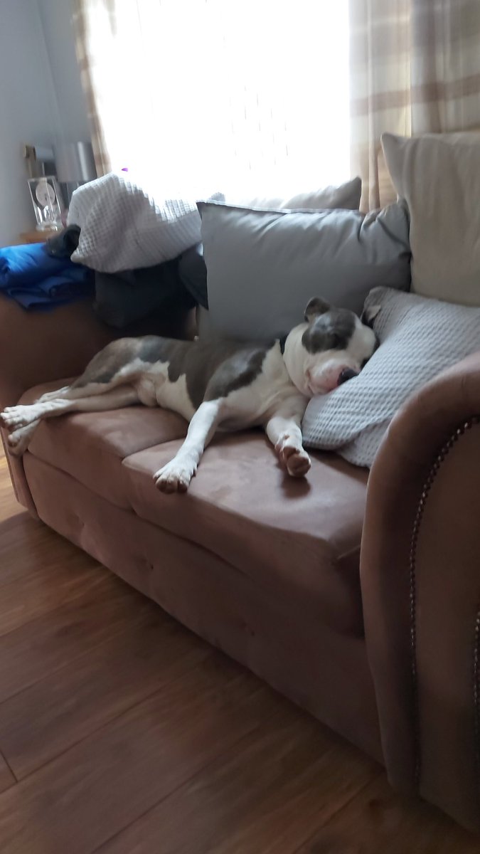 lauragall77's tweet photo. Buzz is making himself at home, after a few days he has really settled and is fitting right into our family @UnderheughArk #buzzboy #DogDays https://t.co/R066LEOaqC