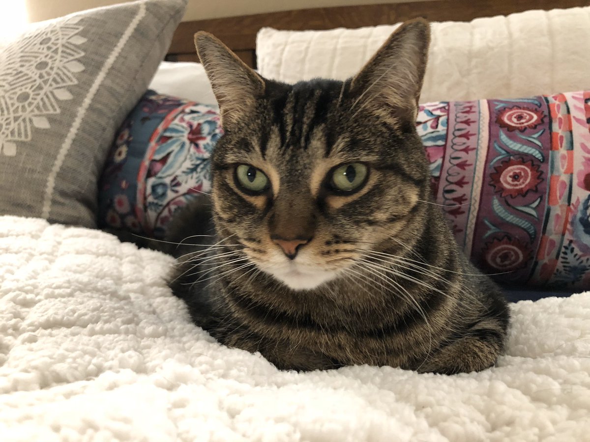 JaneInOakton's tweet photo. @ProjectLincoln If I had a dog... you bet. 
However, this cat is for Biden. #Cats4Biden https://t.co/82g4lzdVQ3