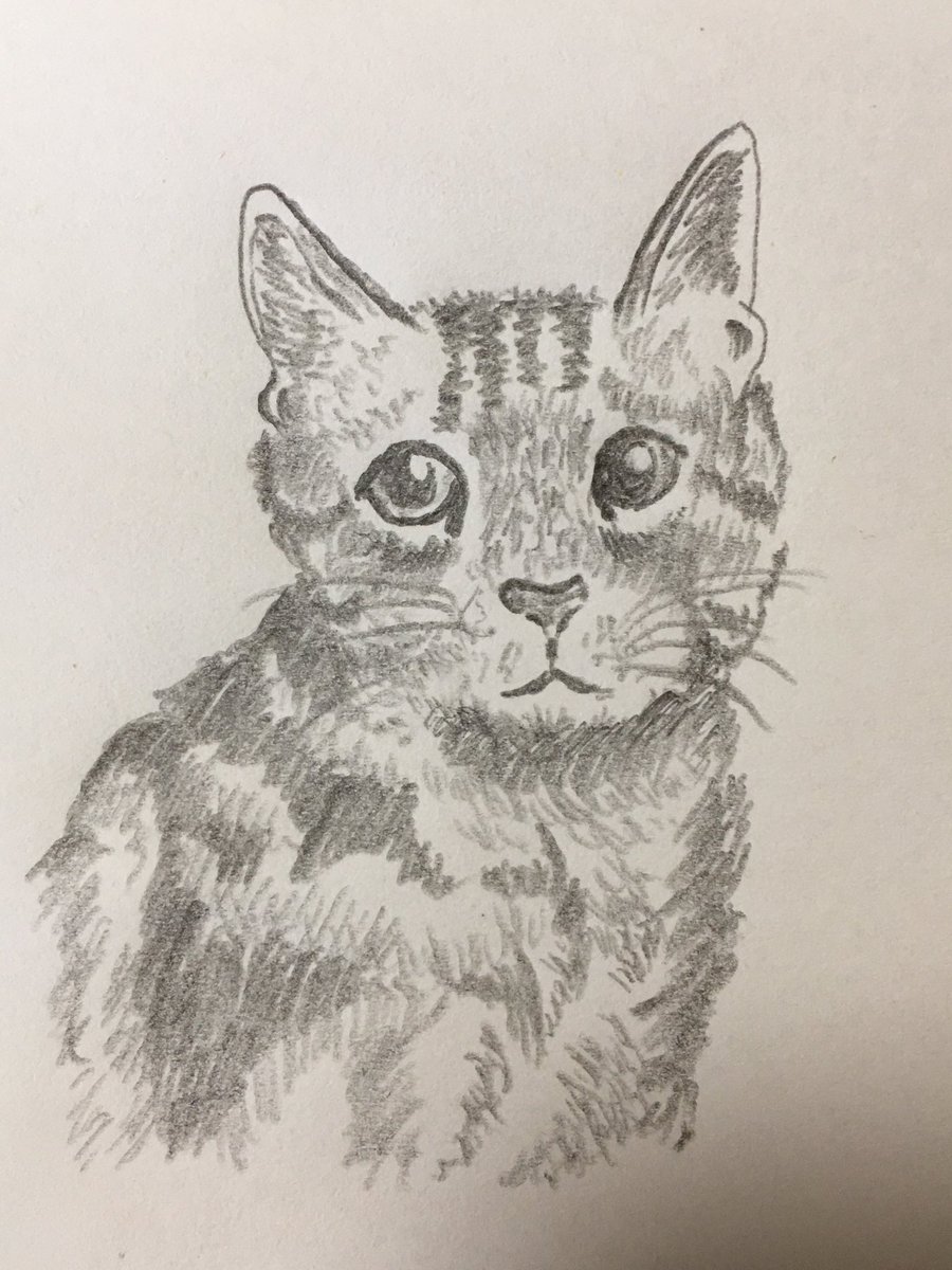 ノブユキ 毎日イラスト更新 ねこ シャーペン画 猫好き 猫の日 猫のいる幸せ