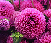 cindygordon324's tweet photo. I just solved the puzzle with 154 pieces without rotation in Puzzle HD: Nature app https://t.co/IqT51Gr5O5 #PuzzlePlus https://t.co/iPqbJCeTiY