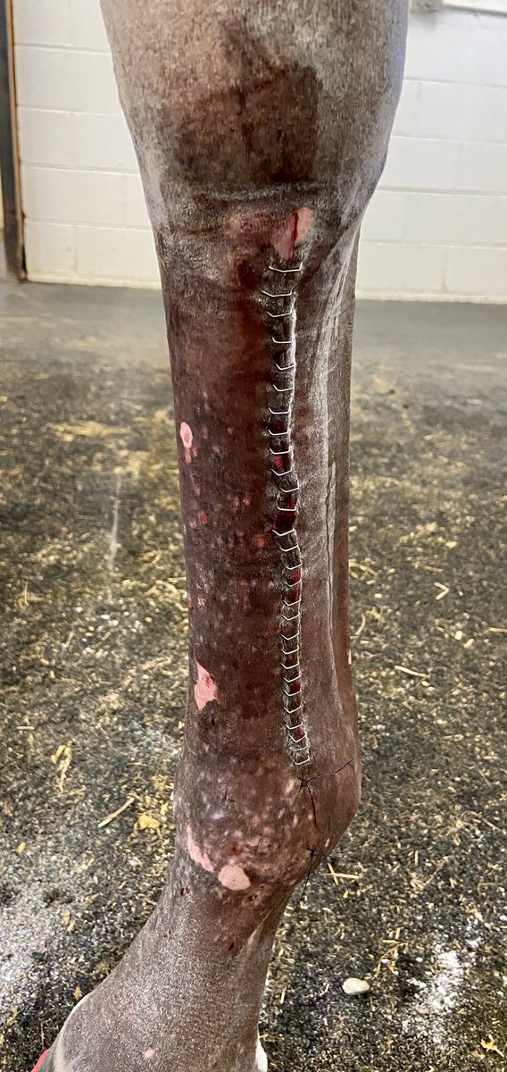 HoganEquine's tweet photo. Phew👩🏼⚕️busy day at the office! This TB from @NYRA shipped in for repair of a serious spiral condylar fracture.The plate and screws compress the fx and safeguard against catastrophe. All will be removed at 60 days and racing prognosis is actually excellent🙌🏻#basiccarpentry 🐎 https://t.co/KtRkC40Ah8