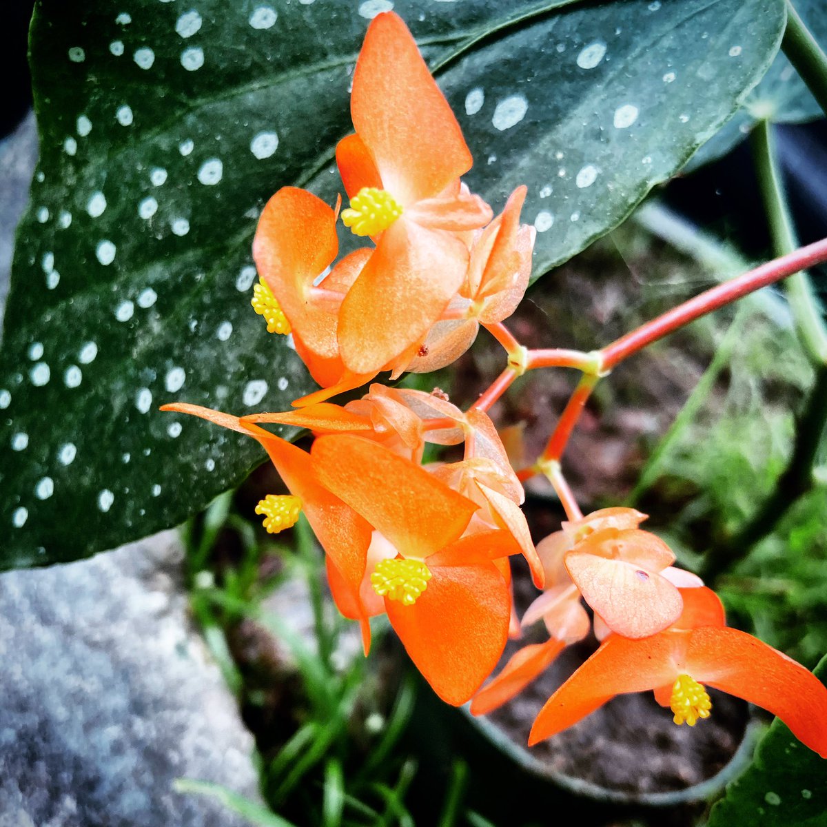 This week I had my first sighting of a begonia flower! An absolutely brilliant hue of orange🧡
Have you ever seen a begonia flower?
#begoniaflower #begonia #theplanttplace #theplanttwhisperer #plantcommunity #urbangardener #apartmentbotanist #flowerphotography #trinidadandtobago