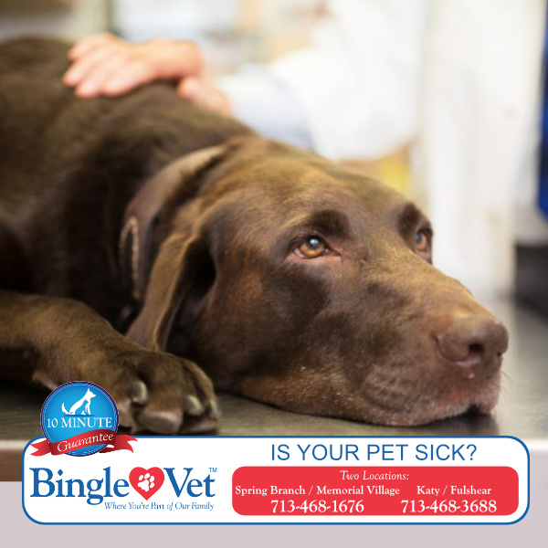 BingleVet's tweet photo. Pets can't tell us when something is wrong. Call today if your pet is not feeling well - don't wait for the symptoms to get worse. #PetWellness 
https://t.co/U3pzoLiF1z https://t.co/ZDP1GYvpYv