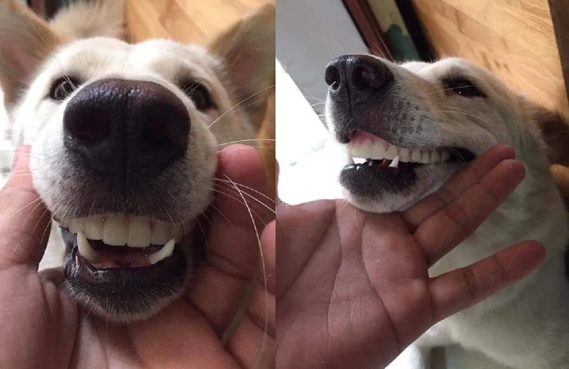 入れ歯がテーブルから消えた！家族で1時間探したら一緒に探していた犬の口から発見さされるwww