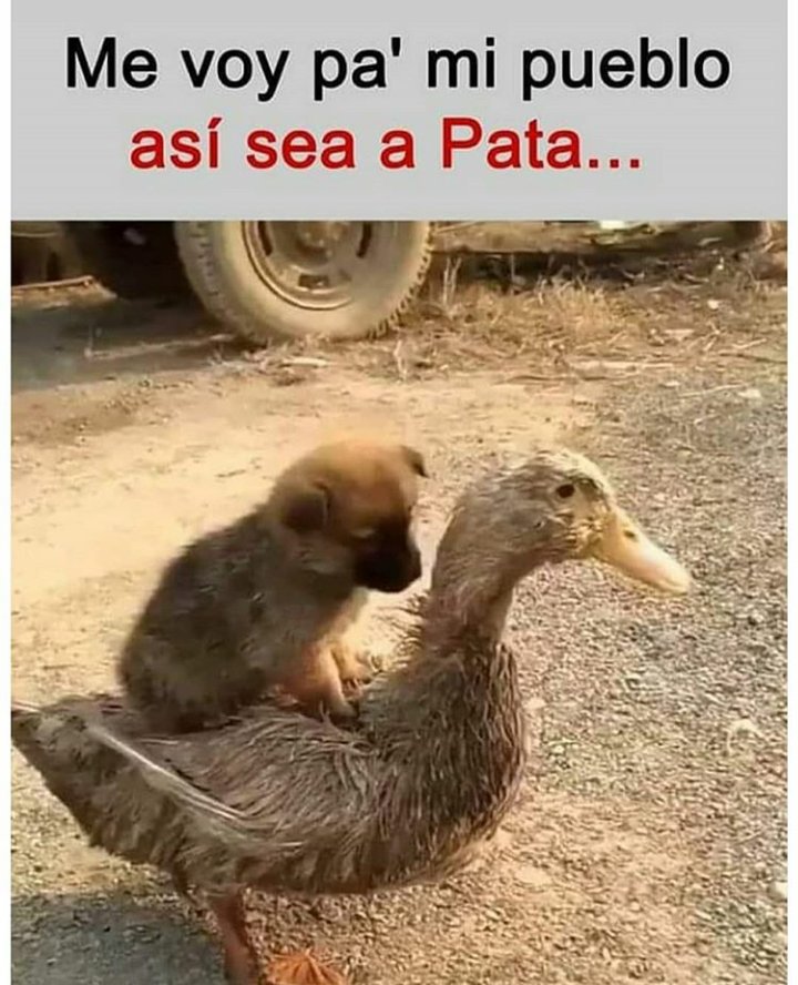 #ConTantoToxico mejor me voy a casa😜😝😁

#TeamChanfaina
#RaspososYMamones