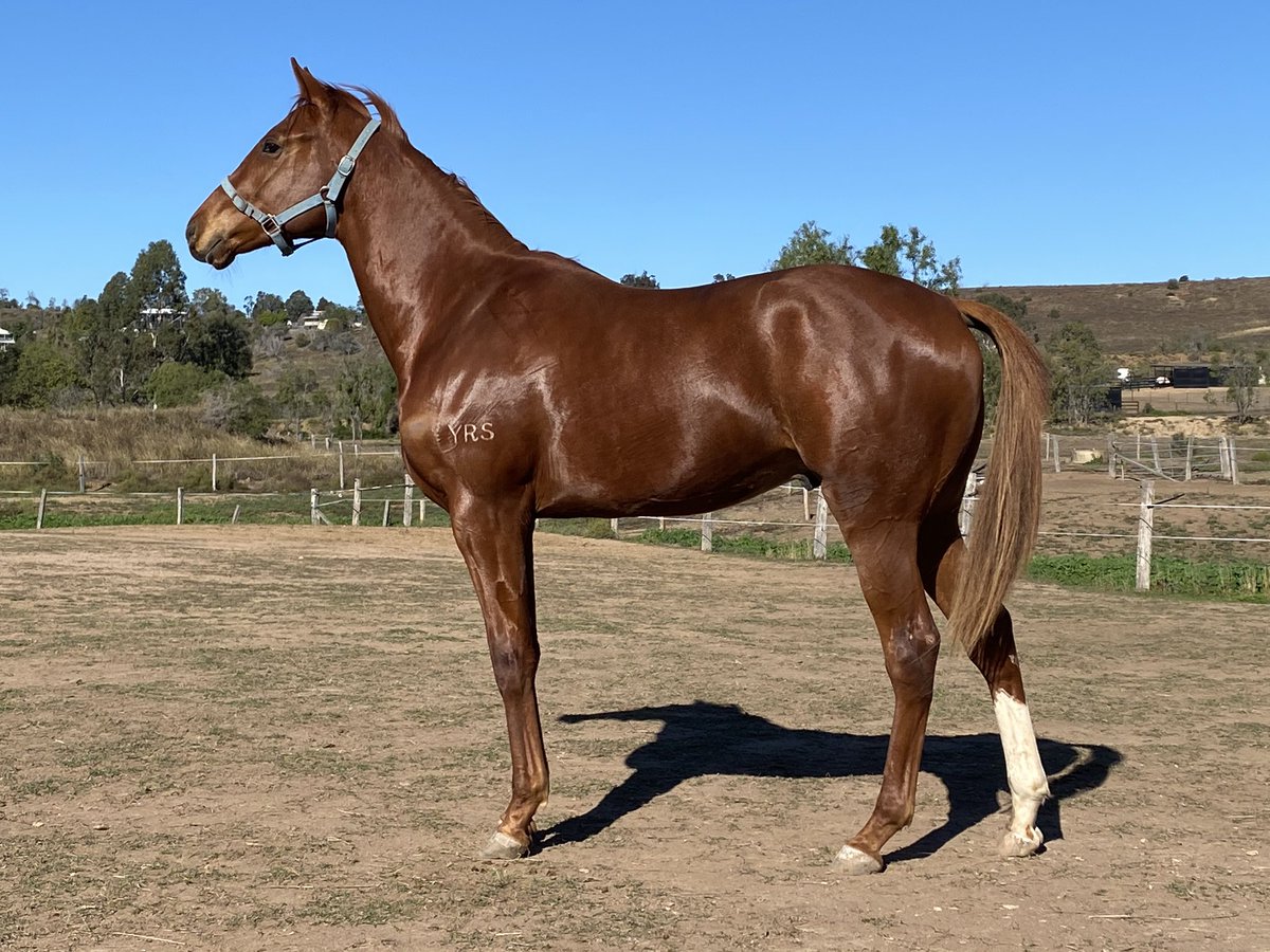 obrienmike71's tweet photo. Lil brother to Karaharaga, Ten Taubada’s and Wantok off to breaker next month. #winningfamily #babyboy #lastone #thoroughbred https://t.co/9kMOcgkjIw