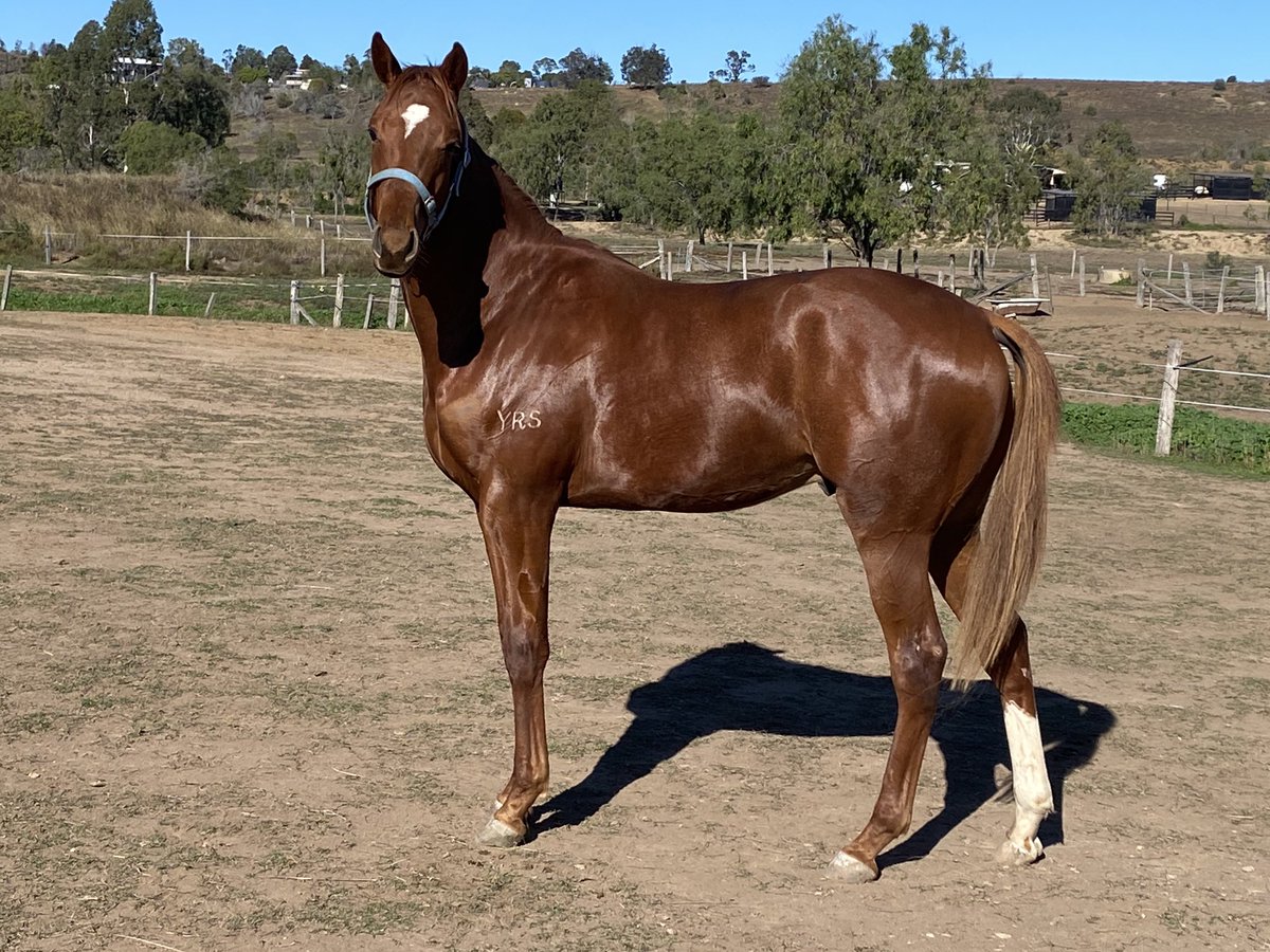 obrienmike71's tweet photo. Lil brother to Karaharaga, Ten Taubada’s and Wantok off to breaker next month. #winningfamily #babyboy #lastone #thoroughbred https://t.co/9kMOcgkjIw