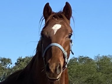 obrienmike71's tweet photo. Lil brother to Karaharaga, Ten Taubada’s and Wantok off to breaker next month. #winningfamily #babyboy #lastone #thoroughbred https://t.co/9kMOcgkjIw