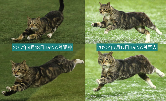 ついに雨のハマスタに お猫さま乱入 巨人対dena 試合終了後