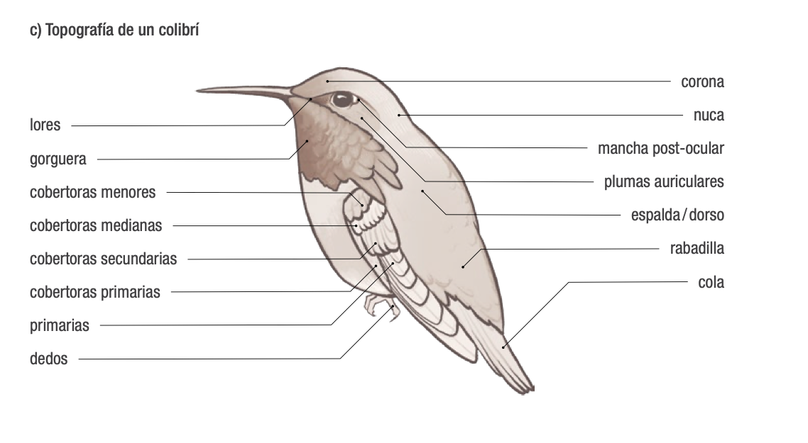 CONABIO's tweet photo. Tenemos el gusto de compartirles la nueva publicación de CONABIO, preparado en colaboración con el Lab de Ornitología de Cornell. 
proAlas: Programa de América Latina para las Aves Silvestres. 
Descarga gratis el archivo en PDF en: https://t.co/WpRwz1VUGE https://t.co/Gcixjn4NoZ