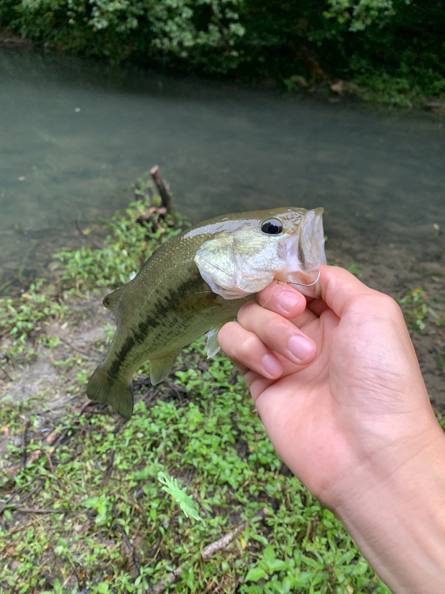 lemonfishing08's tweet photo. 昨日の釣果!
RVBUGをスイミングさせてたらストラクチャーに差し掛かったところでラインが走った!やっぱハマってるパターン!!
#SHIMANO
#ジャッカル
#リボルテージ
#RVBUG https://t.co/EugsVeaFyE