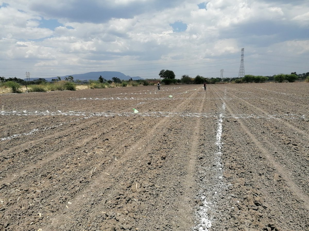 xochicentli's tweet photo. Establecimiento de dos ensayos de validación y calibración del sensor greenseeker en los municipios de Ocotlán y zapotlan del rey, jalisco @xochicentli @perezgomezjesus @Hub_INGP @Gabriel_Escobedo https://t.co/2aKtdr6UCQ