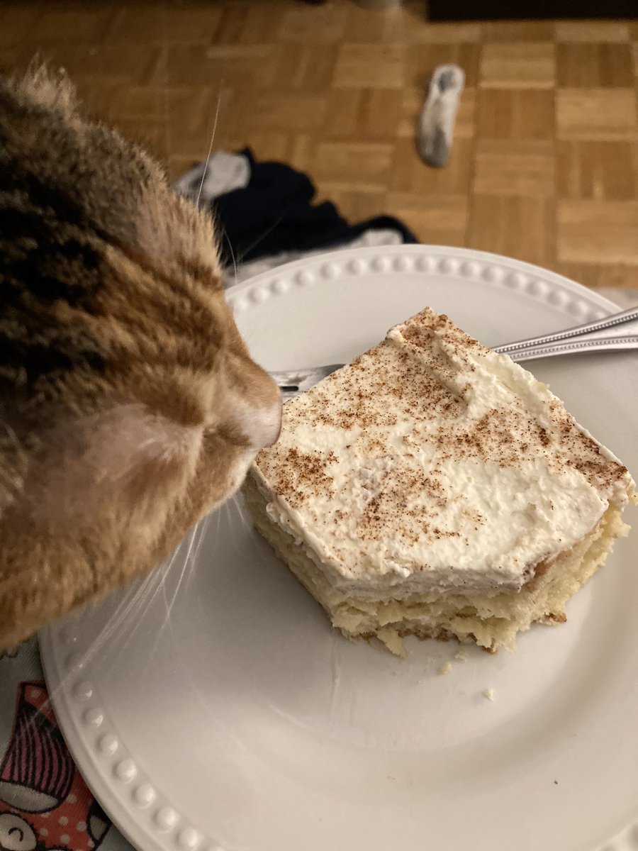 mightykoolkatk1's tweet photo. @CatFoodBreath I don’t remember the last Friday night I went out... #winningWithCats #catslife #Gidgette #Ivory #MightyKoolKat #CatsOfTwitter #CatsOfTheQuarantine #TurkishAngora #MuttCat https://t.co/Lt0plmcdKi