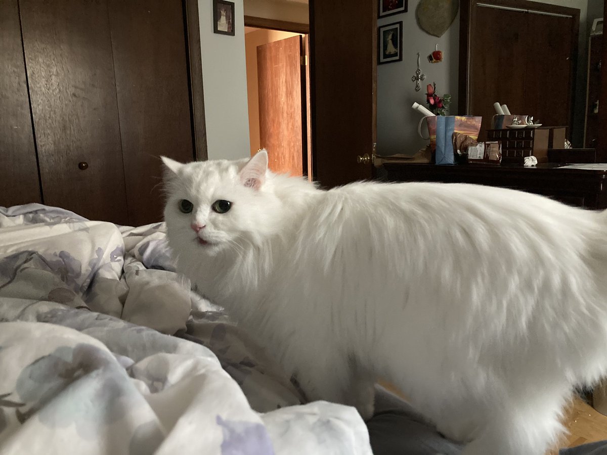 mightykoolkatk1's tweet photo. @CatFoodBreath I don’t remember the last Friday night I went out... #winningWithCats #catslife #Gidgette #Ivory #MightyKoolKat #CatsOfTwitter #CatsOfTheQuarantine #TurkishAngora #MuttCat https://t.co/Lt0plmcdKi