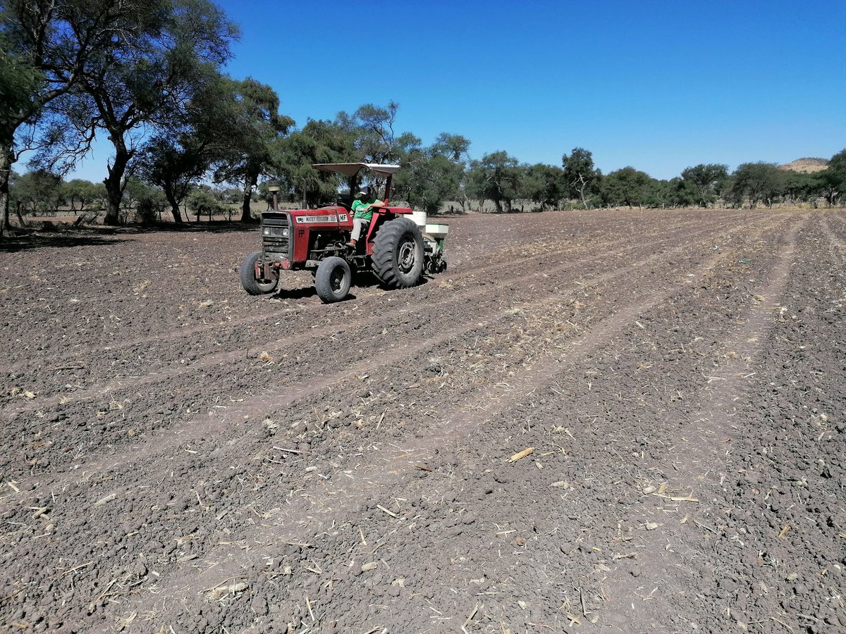 xochicentli's tweet photo. Establecimiento de dos ensayos de validación y calibración del sensor greenseeker en los municipios de Ocotlán y zapotlan del rey, jalisco @xochicentli @perezgomezjesus @Hub_INGP @Gabriel_Escobedo https://t.co/2aKtdr6UCQ
