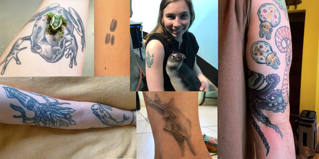 calacademy's tweet image. Happy #NationalTattooDay from a bunch of obsessed scientists &amp;amp; biologists. Clockwise top-left: Maria's Riggenbach's reed frog, Celeste's orca freckles, Amy's penguin footprint, @cephhead's squishies, Carissa's smalltooth sawfish, @ArachnologyNerd's AMNH squid-v-whale, more on IG