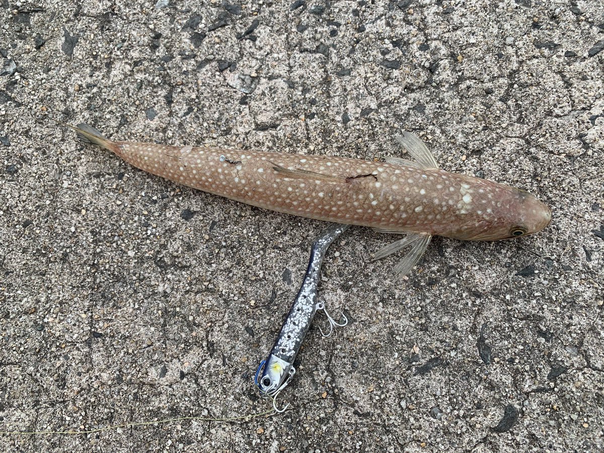 株式会社タナカフーズ おはようございます 先日 福岡の糸島でエソ 約30cm というあまり見かけない魚が釣れました かまぼこの原料で有名とのことで すり身にして 自家製かまぼこに 塩と市販のだしのみで味付け 魚の味がしっかりとのことで家族に