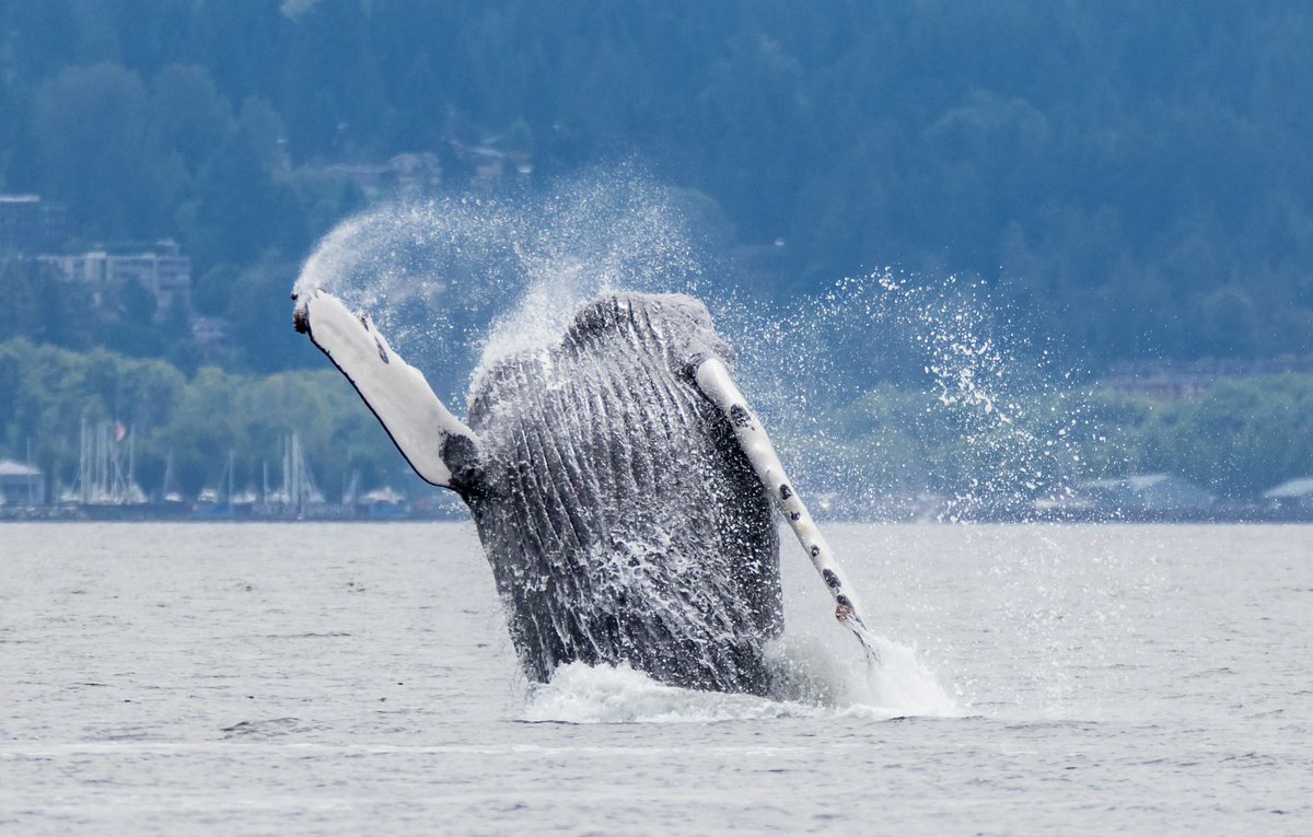 abbyacone's tweet photo. FLOORED -- look at this breaching humpback whale, seen near Edmonds on Sunday! Thanks to Janine Harles for these fantastic photos. 

#KOMONews #humpback #whalewatching #SoNorthwest https://t.co/U3u0frSIl2