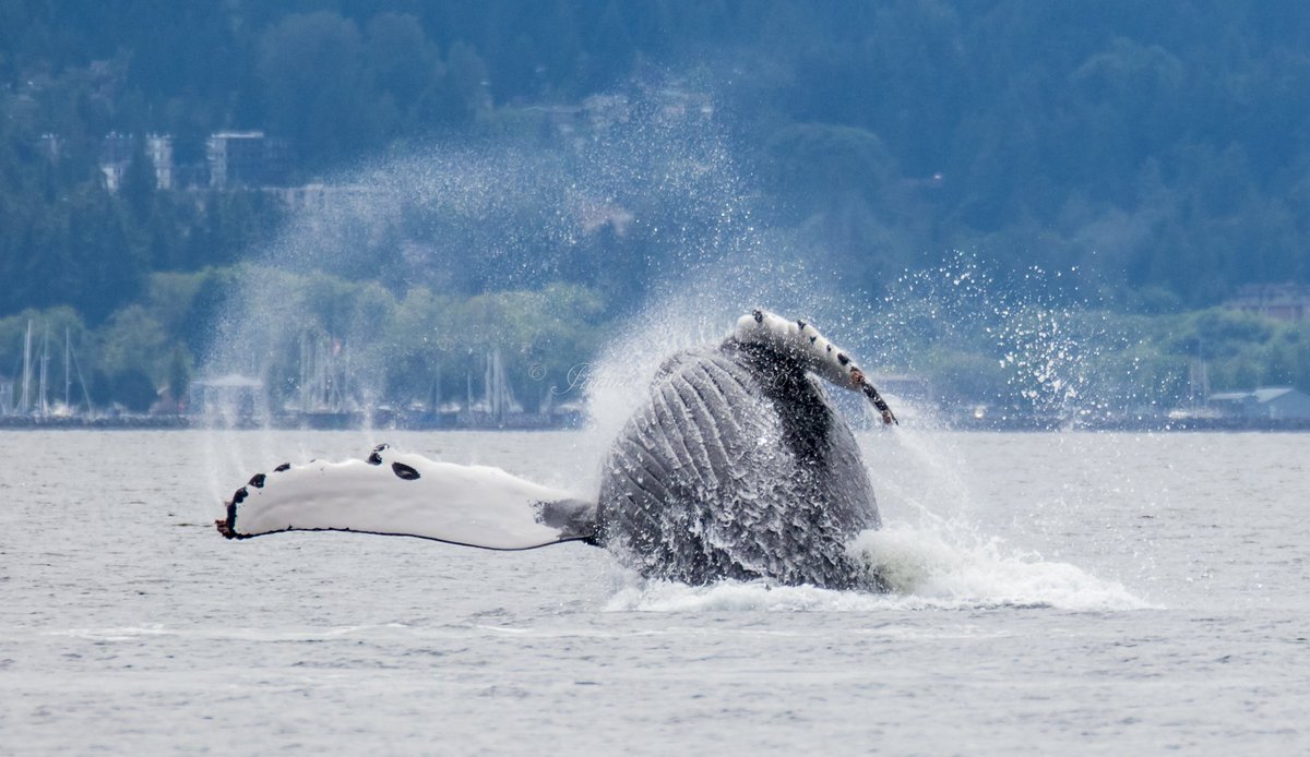abbyacone's tweet photo. FLOORED -- look at this breaching humpback whale, seen near Edmonds on Sunday! Thanks to Janine Harles for these fantastic photos. 

#KOMONews #humpback #whalewatching #SoNorthwest https://t.co/U3u0frSIl2