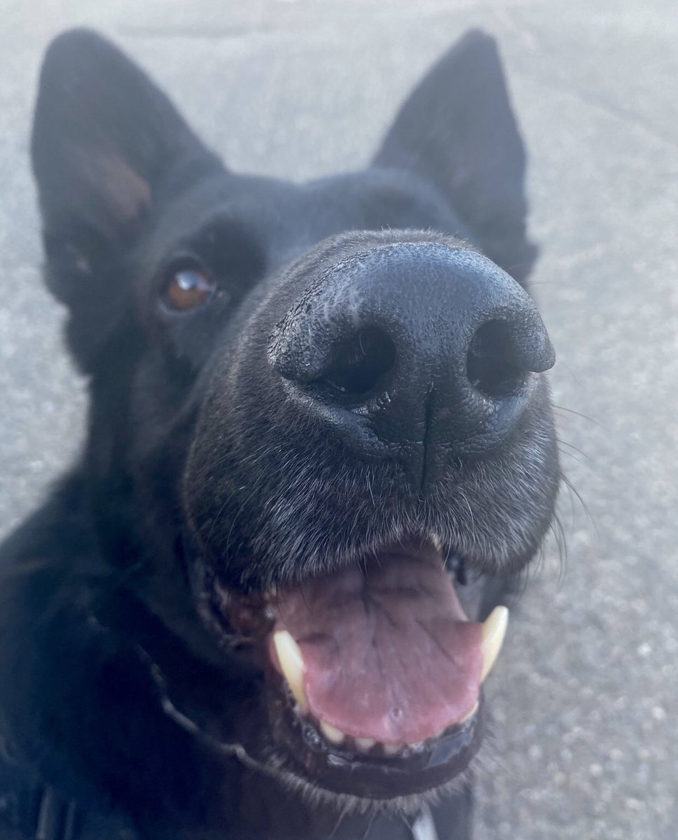 Love4PoliceDogs's tweet photo. K9 lovers, do your thing! Please welcome @k9_drago to twitterland and show them some love. https://t.co/HVwPMJs4HD