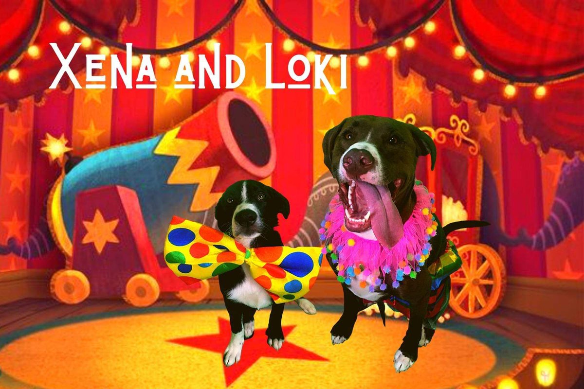 Mamabearx32's tweet photo. @beth_pangborn @LisaVanderpump Same here! They're just the best dogs. The one on the right is my pit mix Xena. Terrifying right lol. Yours are beautiful! https://t.co/340TeIOjzQ