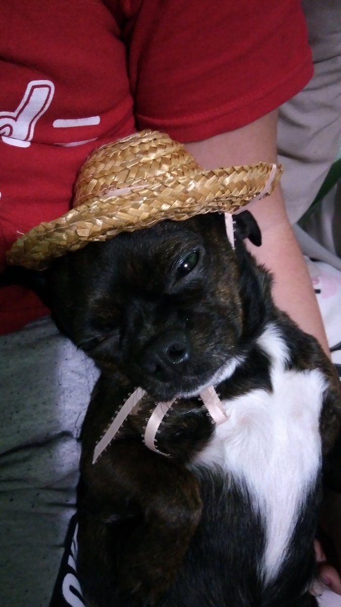 furbabiesnow's tweet photo. @pugridesshotgun Tootsie loves her hats,  even at nap time. https://t.co/WmYNCK5mr9
