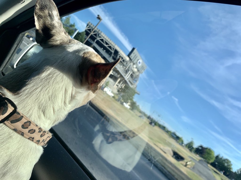 sarahmettstv's tweet photo. Bean loves driving through #HappyValley 🤍💙 Even when her moms a #TempleGrad https://t.co/nCuiMr7tOl