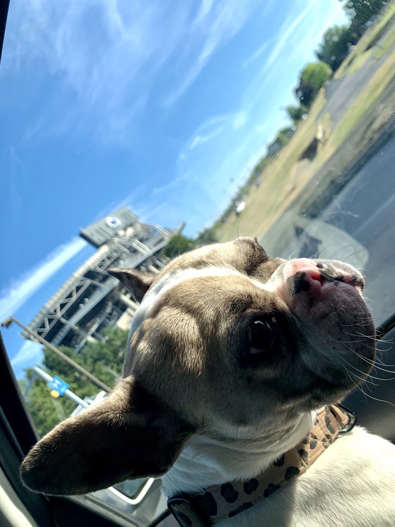 sarahmettstv's tweet photo. Bean loves driving through #HappyValley 🤍💙 Even when her moms a #TempleGrad https://t.co/nCuiMr7tOl