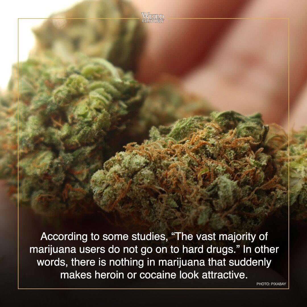 reefernationcom's tweet photo. #Cannabis  #ReeferNationCom #LegalizeMarijuana #MedicalMarijuana 
📸: ctto https://t.co/Ru56QDj8DQ