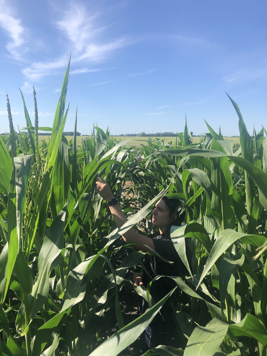 TH 6977 tasseling July 16 no shelter ⁦<a href="/CameronHild/">Cameron Hildebrand</a>⁩ ⁦<a href="/bsfarmzeldon/">Eldon Klippenstein…thinking of tomorrow</a>⁩ ⁦<a href="/cndaggie/">David Chappellaz</a>⁩