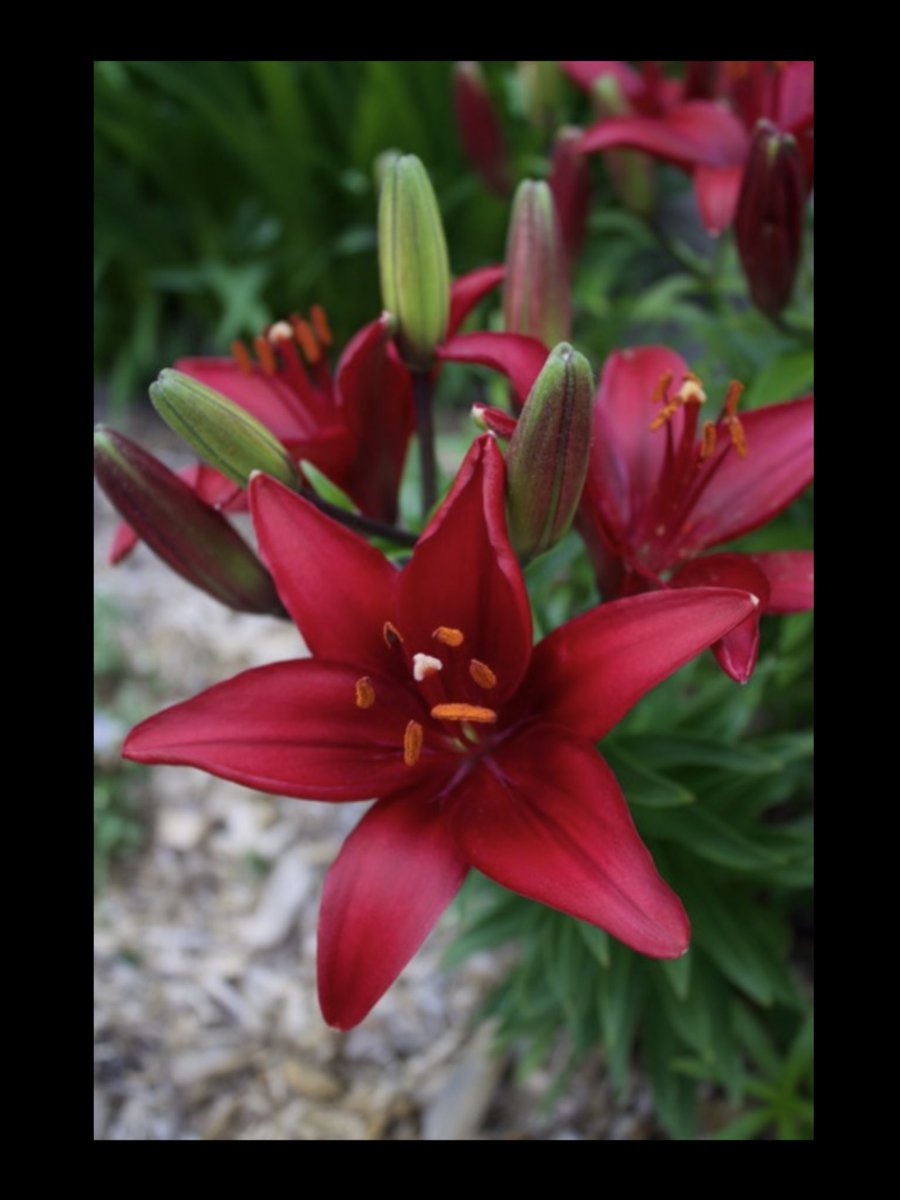 messca's tweet photo. The Garden Lily ... #Fragrant #Pollinators #GenerousFlowering #InTheGarden #ManyTypes #ManyColours #MyGarden https://t.co/NYcS1xjibB