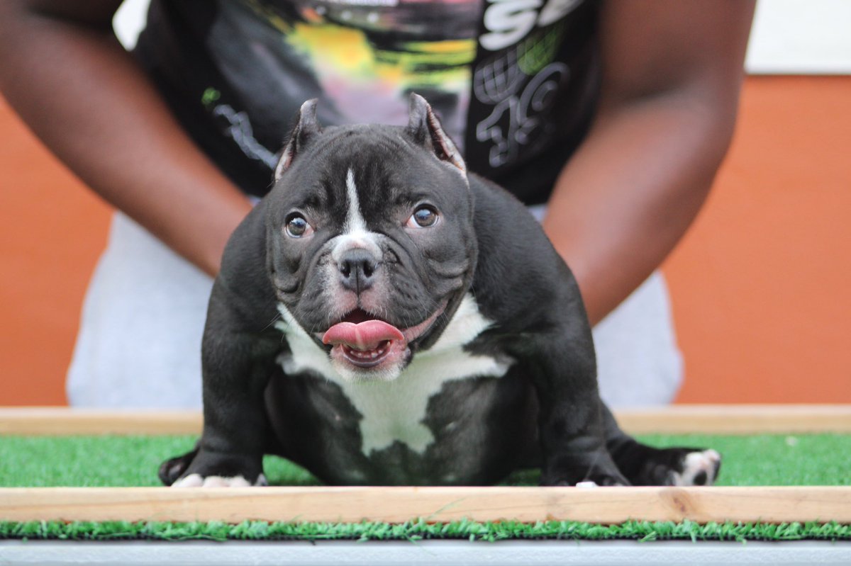 _mani01's tweet photo. How y’all like her Jet Black 10in Brazilian Bob ? 💇🏿♀️
Welcome “ Phancee “ to the crew 🔥
🍫DIRT DEVIL ❌ STELLA BLAQUE🐉
#THEBULLYCREW #exoticbully #Phancee https://t.co/O09zoWWCie