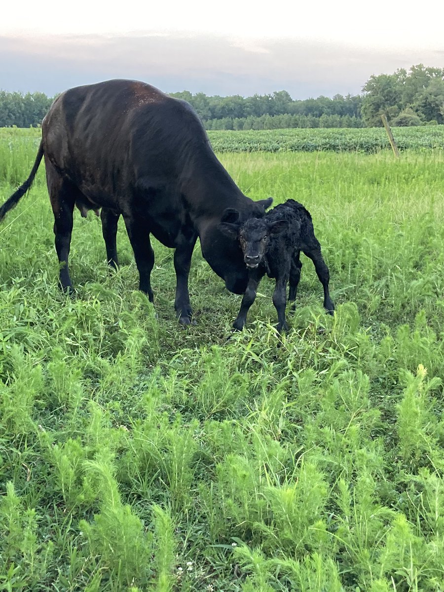 aschaub12's tweet photo. New life...new hope! #simplelife #farmlife https://t.co/j8lErYaCYf