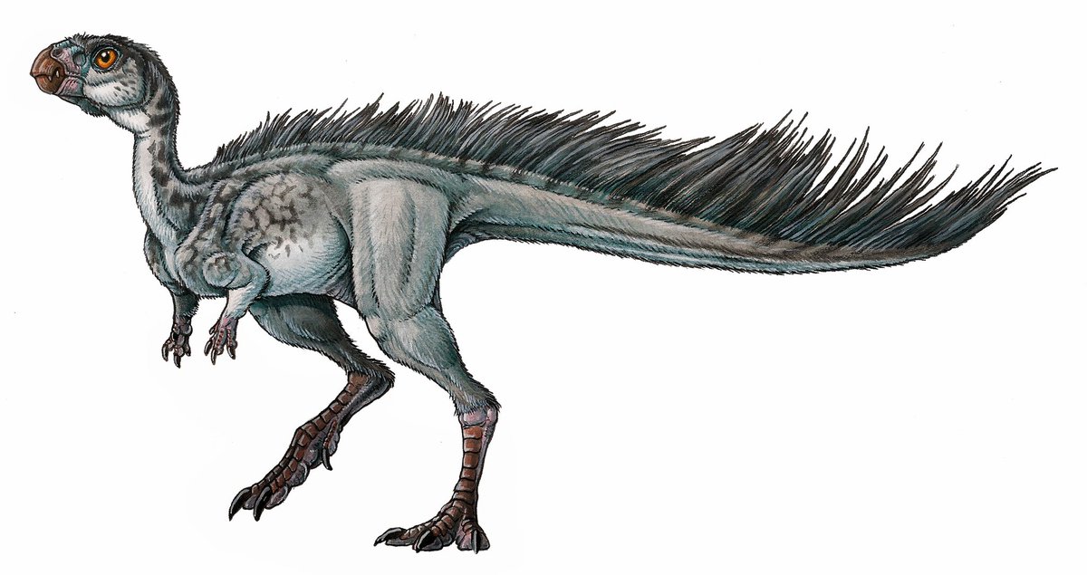 mefpatagonia's tweet photo. Respuesta al #MefPregunta
Ayer les mostramos un diente fosilizado de Manidens, un dinosaurio de sólo 60 cm de largo! Il:@Gabrielluislio https://t.co/pIToFrzn1q