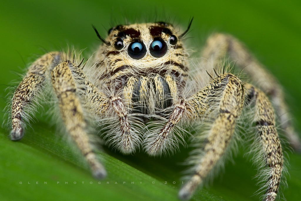 пушистик. мохнатый паук. каракурт альбинос. волосатый паук. паук мохнатый большой тарантул.