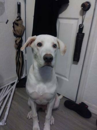 Rehoming : dogfinder.us/SsVni #Dogs #Puppies #DogFinder #AdoptADog
