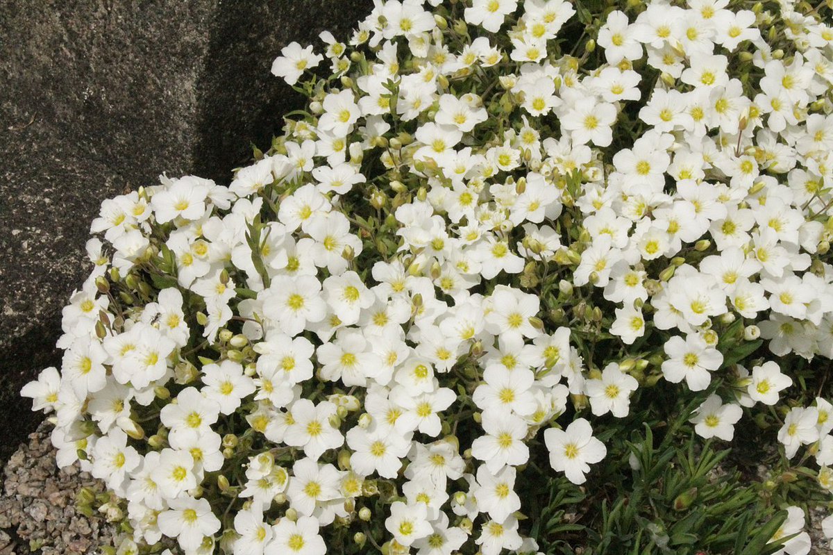 ~Arenaria~Arenaria is a genus of flowering plants, within the family Caryophyllaceae. They're commonly known as "sandworms" and have a long list of folk medicinal uses; such as the treatment of kidney "sand" and stones.