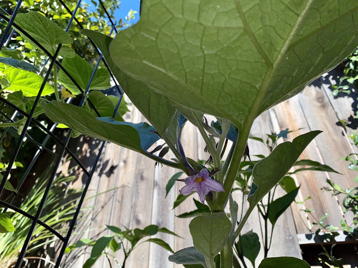 jqrz11's tweet image. You are so beautifuL!!❤️ #eggplantflower #firstbloom #delicateflower #iloveyou

#photography

📷: jq (7-14-20)