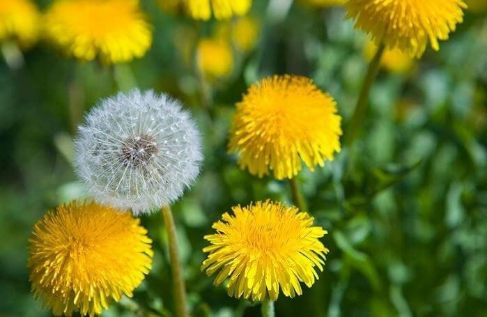 ~Blowball~Taraxacum officinale, the common dandelion, is a flowering herbaceous perennial plant of the family Asteraceae. While it is considered a weed by most gardeners and especially lawn owners, the plant has several culinary  and medicinal uses.