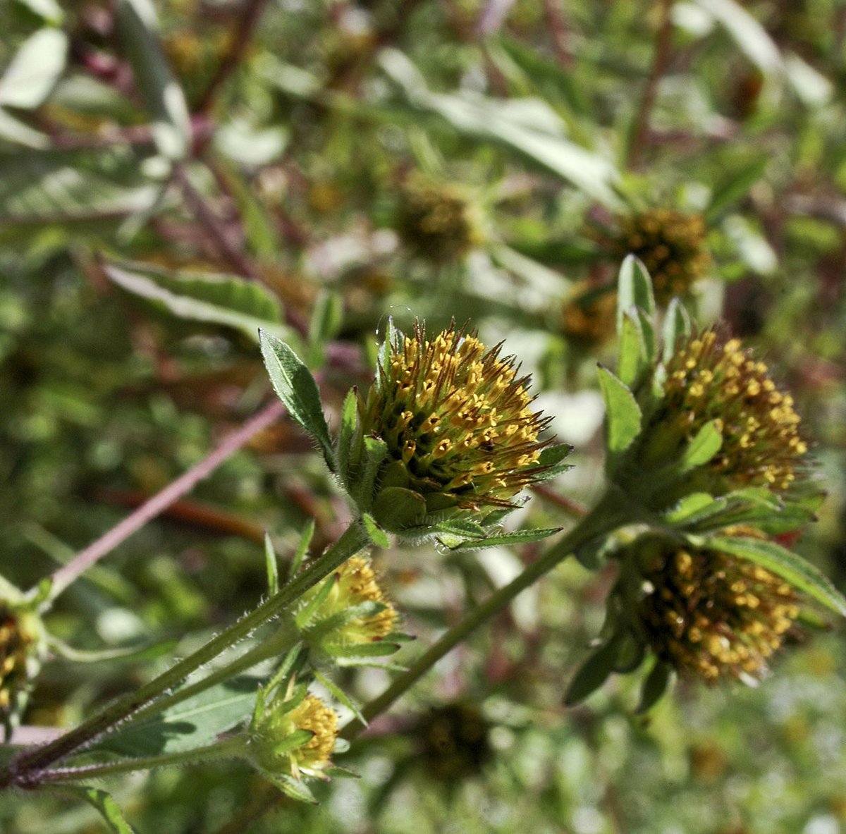 ~Beggartick blossoms~ Bidens frondosa is a North American species of flowering plant in the aster family, sunflower family. It is known in many other parts of the world as an introduced species. It's uses include the treatment of pain, inflammation, irritation and UTIs.