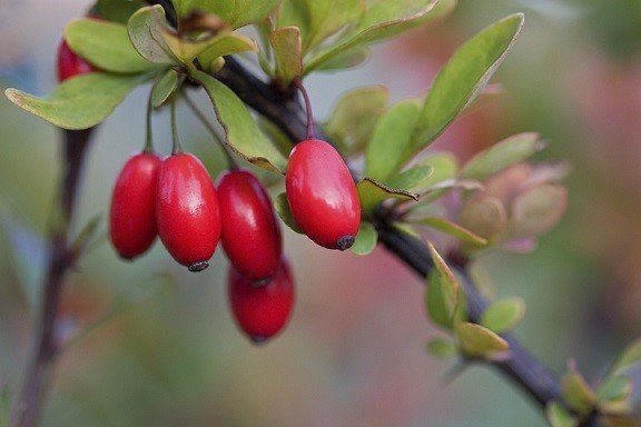 ~Berbercane fruit~Berberis vulgaris, also known as common barberry, is a shrub in the genus Berberis. It produces edible but sharply acidic berries, which people in many countries eat as a tart and refreshing fruit. It contains Berberine, a yellow dye with clinical applications.