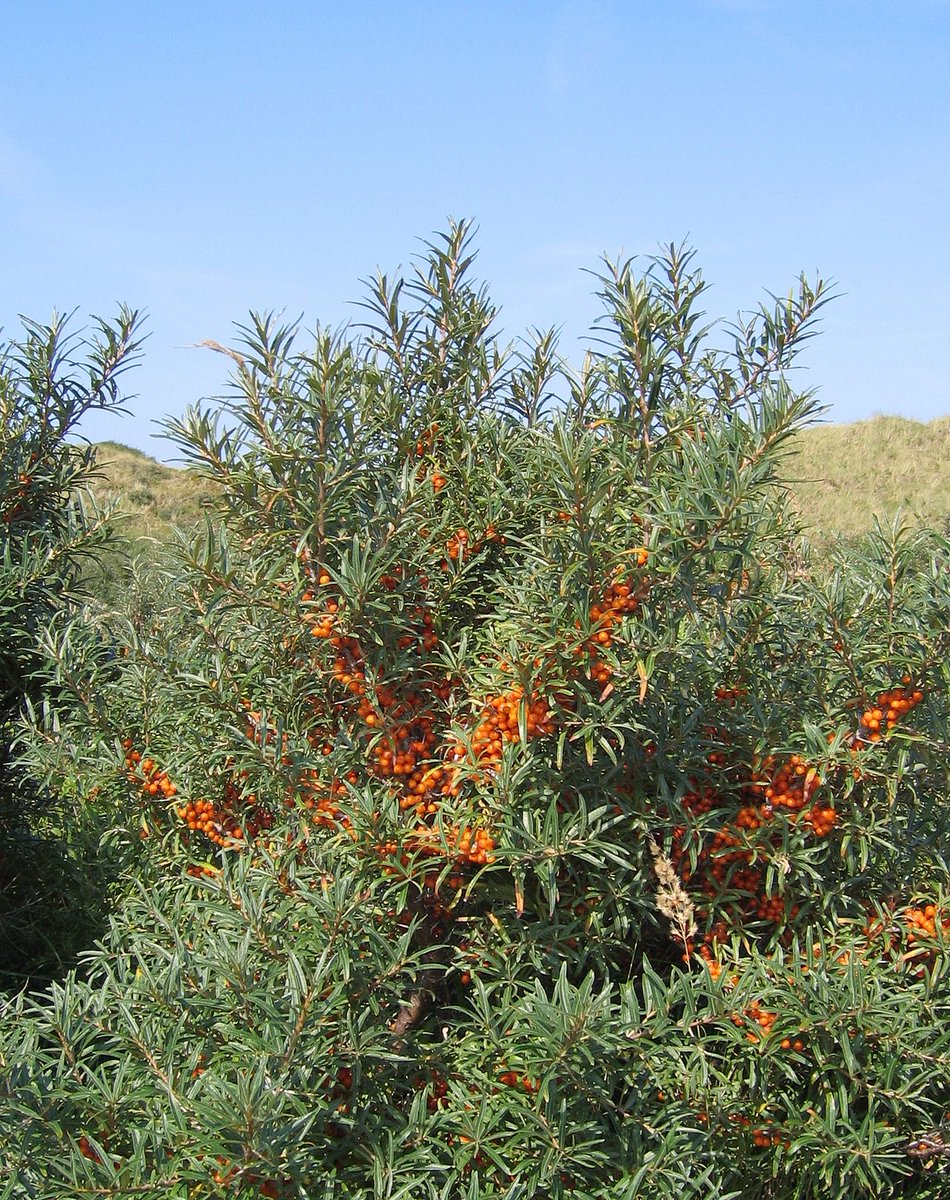 ~Buckthorn~Hippophae is the genus of sea buckthorns, deciduous shrubs in the family Elaeagnaceae. It produces orange-yellow berries, which have been used over centuries as food, traditional medicine, and skin treatment in Mongolia, Russia, and northern Europe.